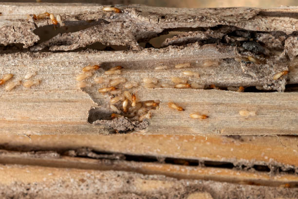 Pest Control Cost in Poynette, WI